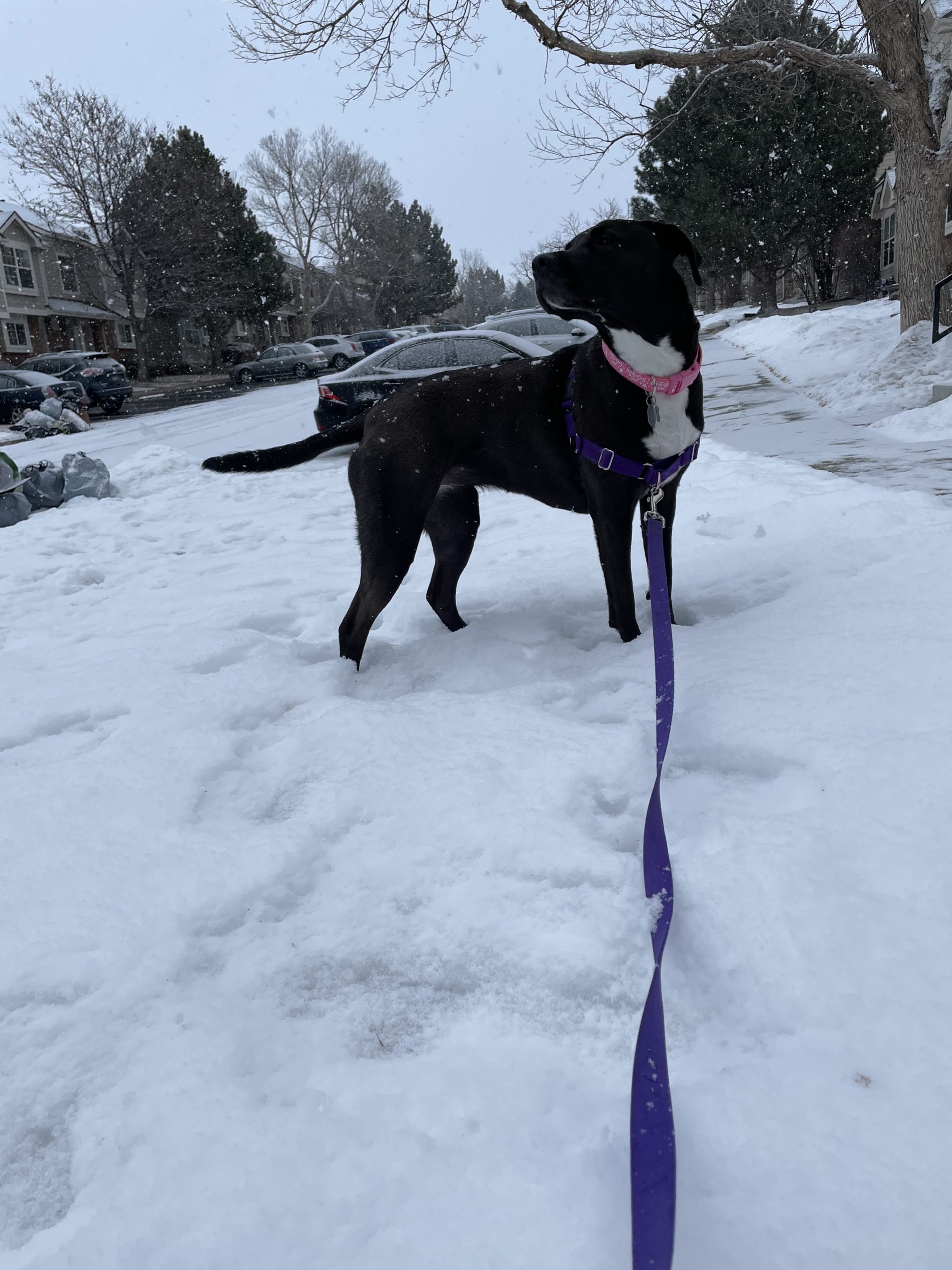 cuánto tiempo pasean los paseadores de perros